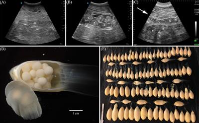 Reproductive Cycle and Periodicity of In Situ and Aquarium Female Sand Tiger Sharks Carcharias taurus from the Western North Atlantic